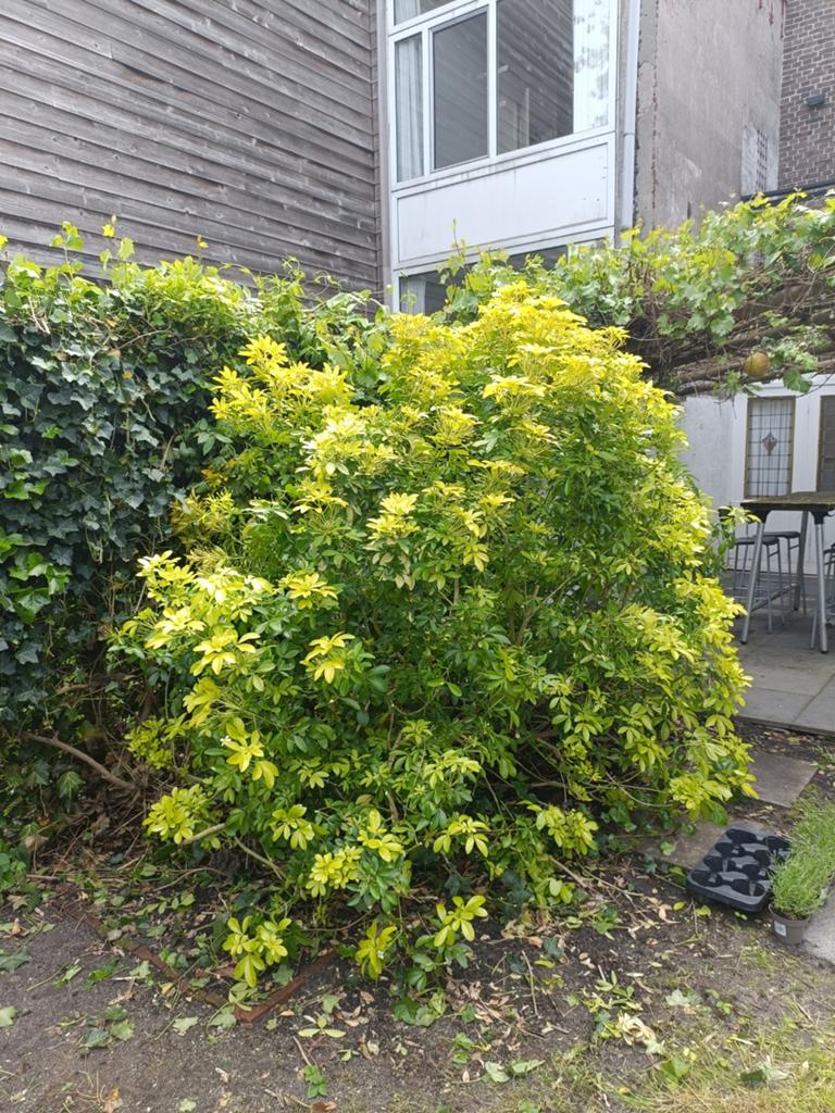 Grote Mexicaanse oranjebloesem (2x2m) - Gratis af te halen, Tuin en Terras, Ophalen, Overige soorten, Halfschaduw