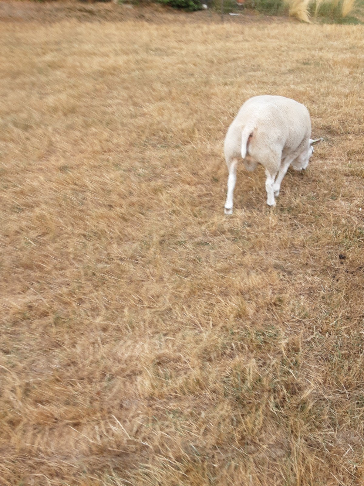 texelse  rammen, Mannelijk, Schaap