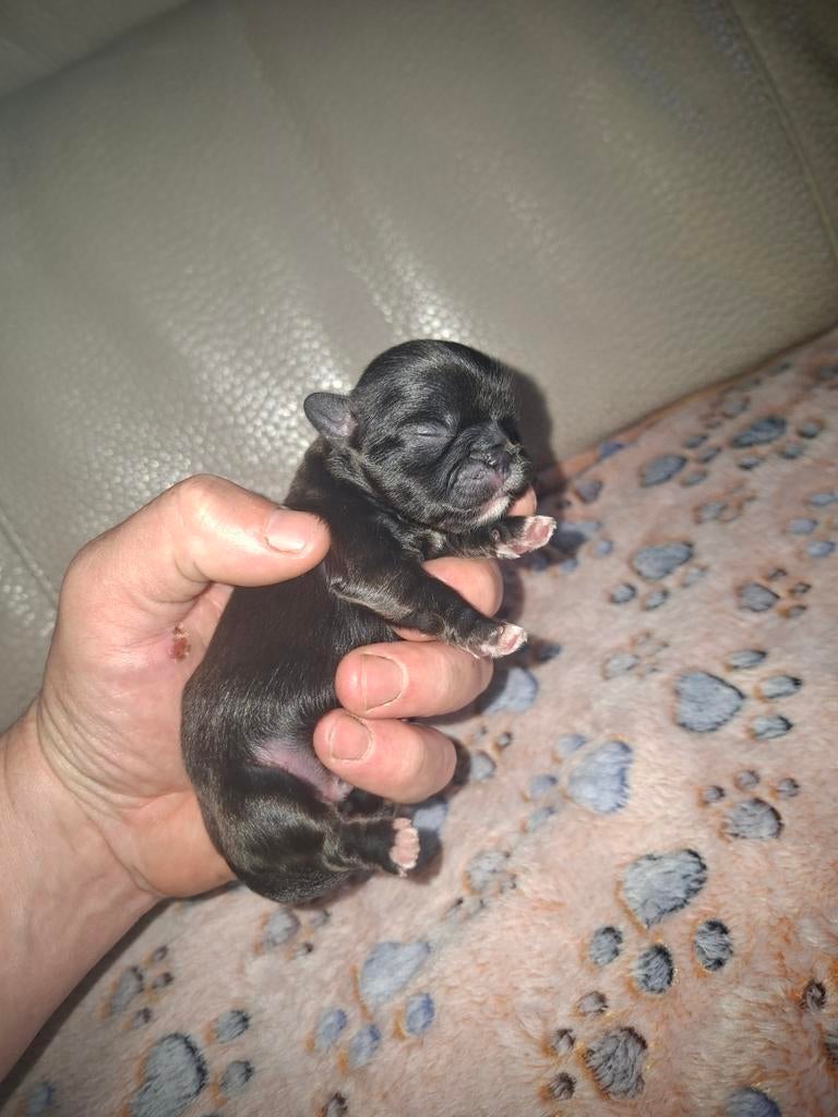 Shih Tzu puppies, Parvo, Overige rassen, 8 tot 15 weken, Meerdere