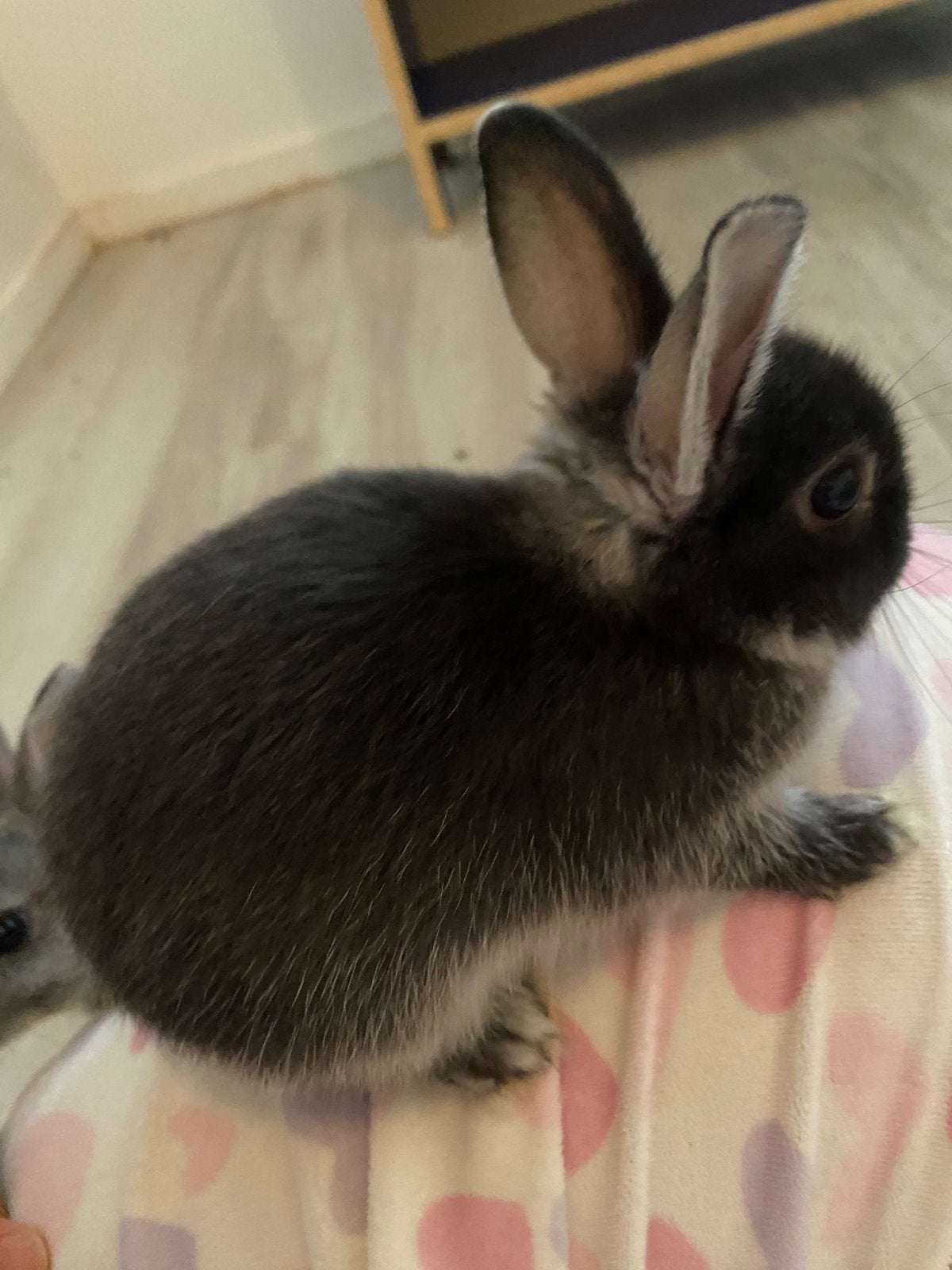 Dwergkonijntjes 8 wkn, Dieren en Toebehoren, Mannelijk, Dwerg