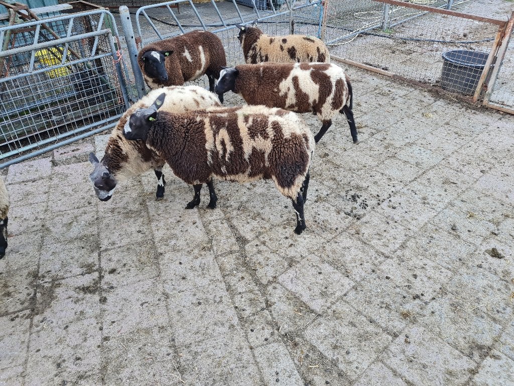 te koop ram-lammeren, Dieren en Toebehoren, Mannelijk, Schaap, 0 tot 2 jaar