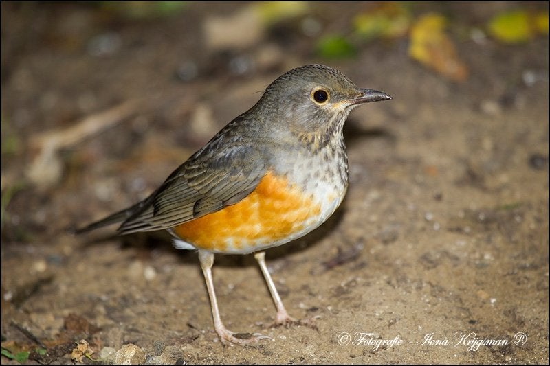 Grijskaplijster, Vrouwelijk, Wildzangvogel, Geringd