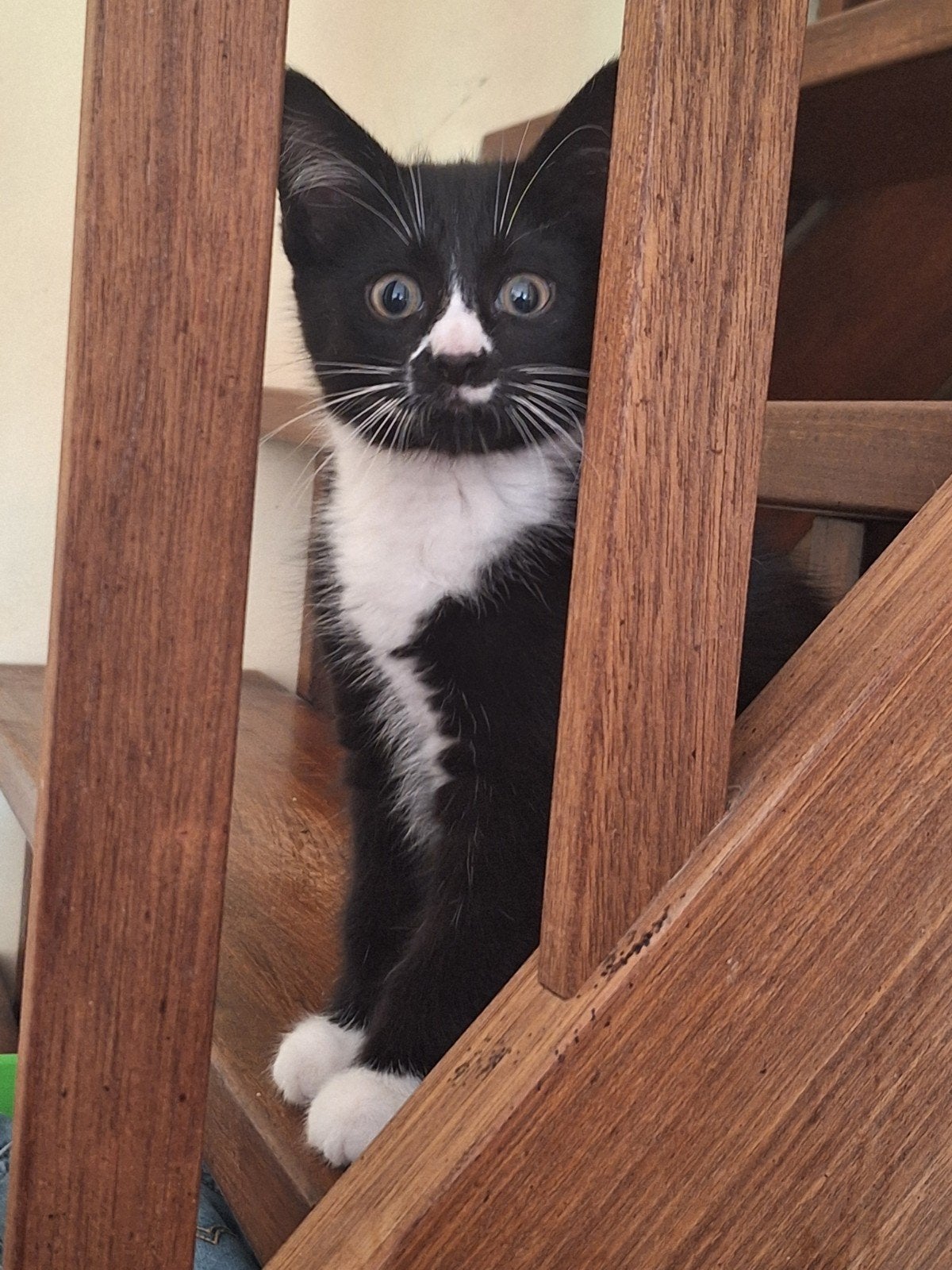 Lieve kittens, Meerdere dieren