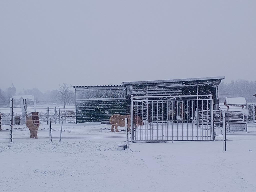 Aangeboden plekje voor shetlander op mini paddock paradise, Dieren en Toebehoren