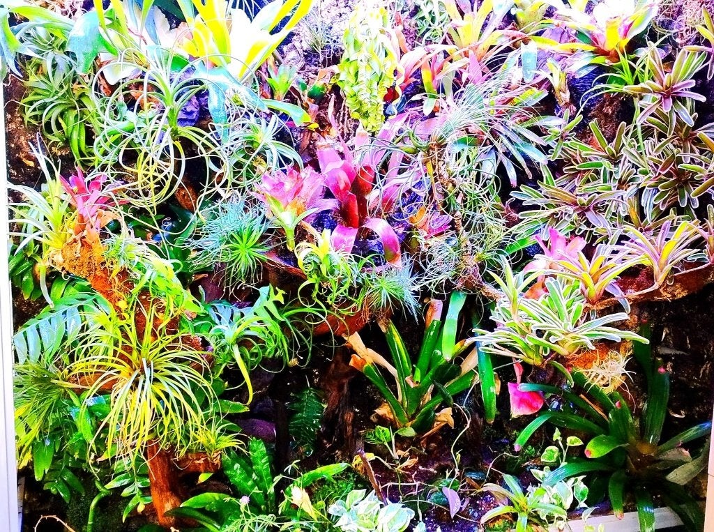 bromelia, Dieren en Toebehoren, Ophalen of Verzenden, Zo goed als nieuw, Terrarium of Paludarium