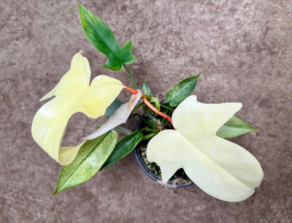Philodendron Florida Ghost p12 - Zeldzame Kamerplant, Huis en Inrichting, Kamerplanten, Ophalen of Verzenden