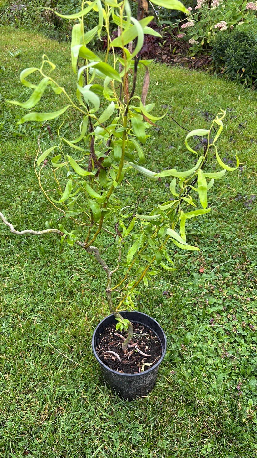 Kronkel wilg 75 cm, Tuin en Terras, Ophalen, Overige soorten, Minder dan 100 cm