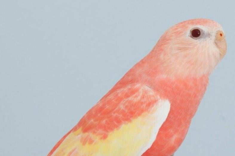 Gezocht jonge Bourke parkiet Opaline ino (Rubino), Dieren en Toebehoren, Vogels | Parkieten en Papegaaien, Geslacht onbekend, Parkiet