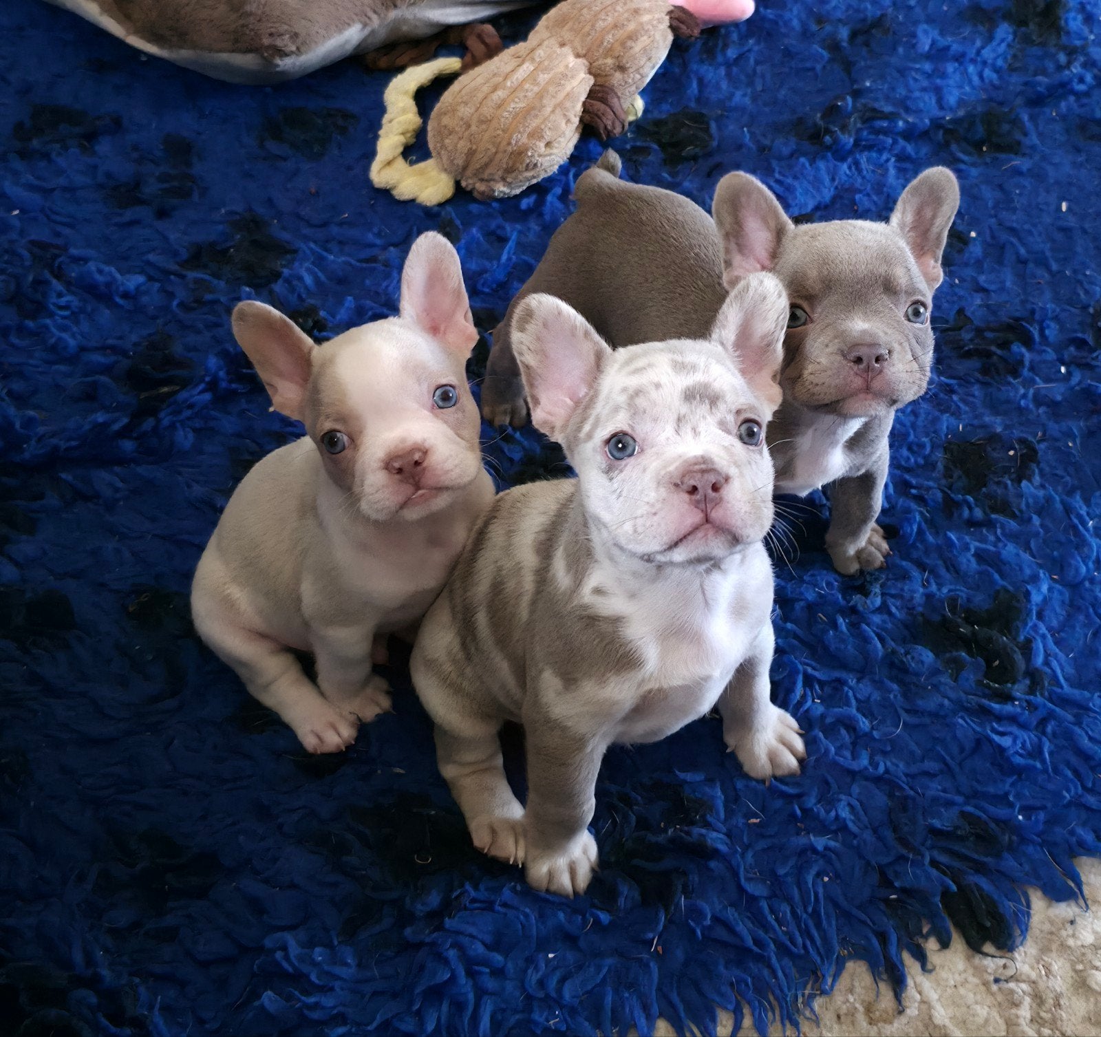 🥰 Prachtige raszuivere isabella kleur Franse Bull, CDV (hondenziekte), 8 tot 15 weken, Bulldog, Meerdere