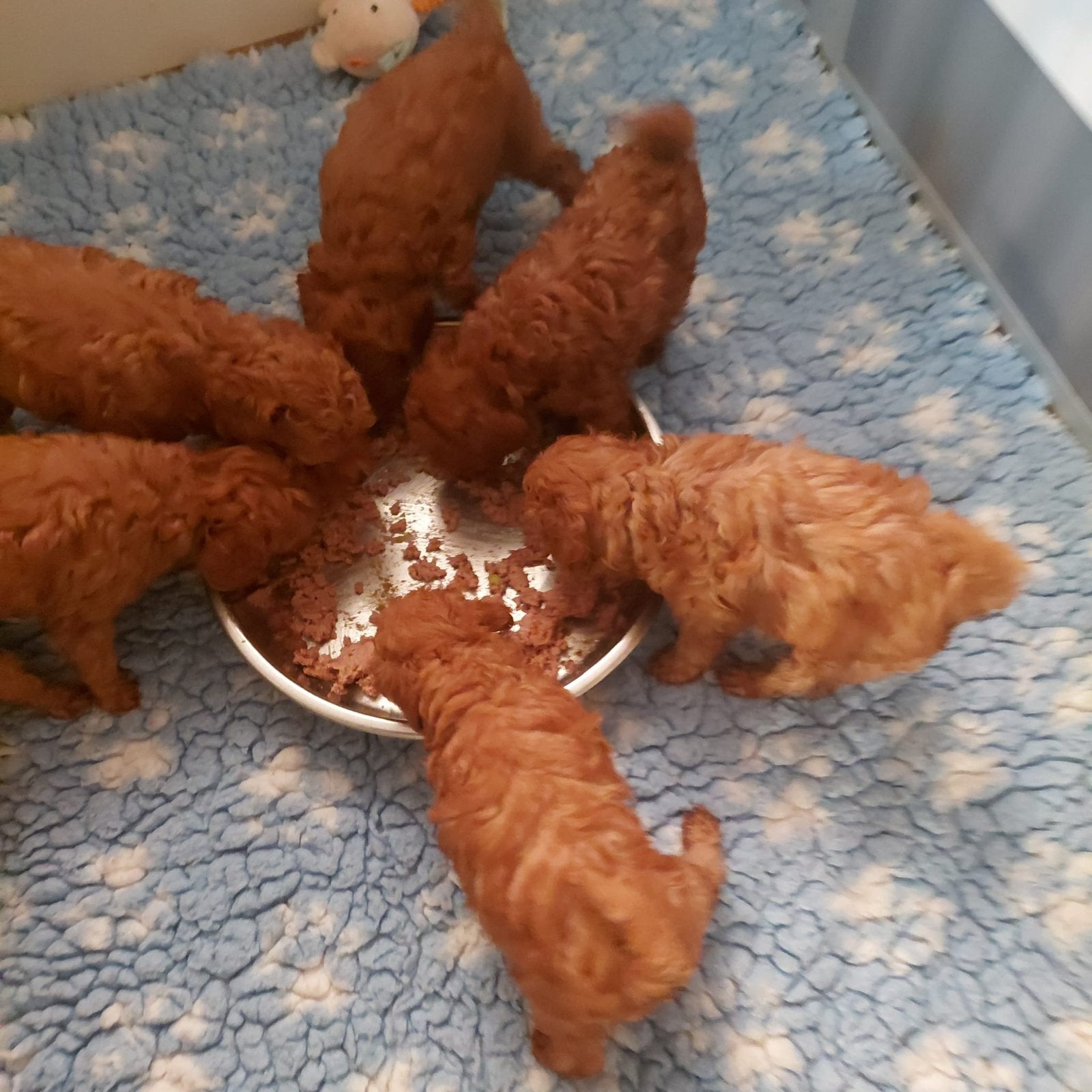 Rode Dwergpoedel pups, Poedel, CDV (hondenziekte), 8 tot 15 weken, Meerdere