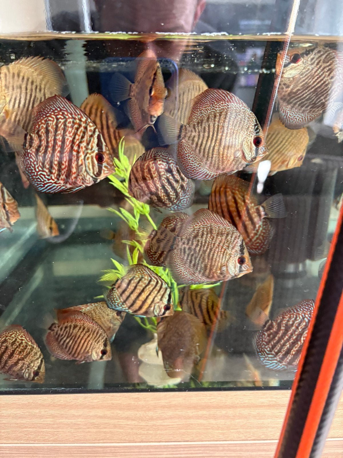 Jonge Discusvissen super panthera x majistic fire  (aziaten), Dieren en Toebehoren, Vis