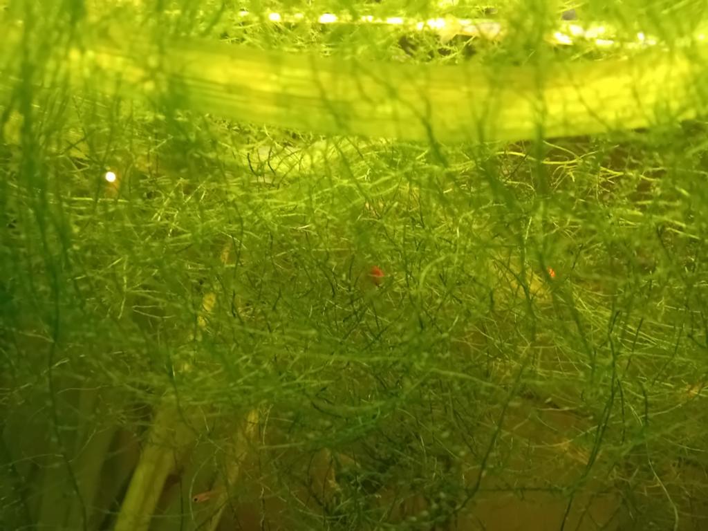Javamos, Dieren en Toebehoren, Vissen | Aquaria en Toebehoren, Ophalen
