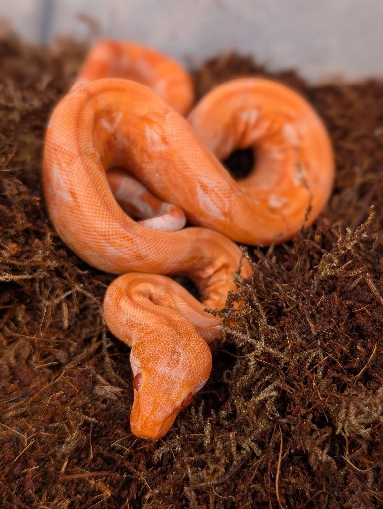Albino / Blood / Red Dragon Boas Boa Constrictor - male for sale from NKexotics nl