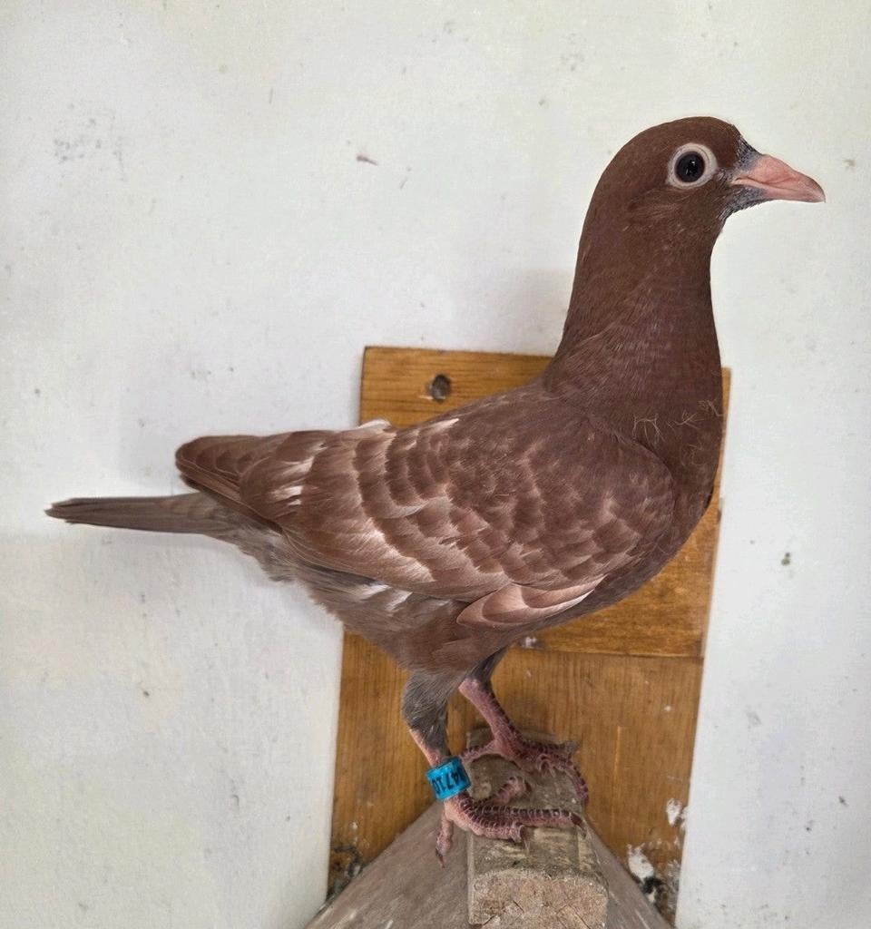 Jonge postduif met eigendomsbewijs, Mannelijk, Postduif
