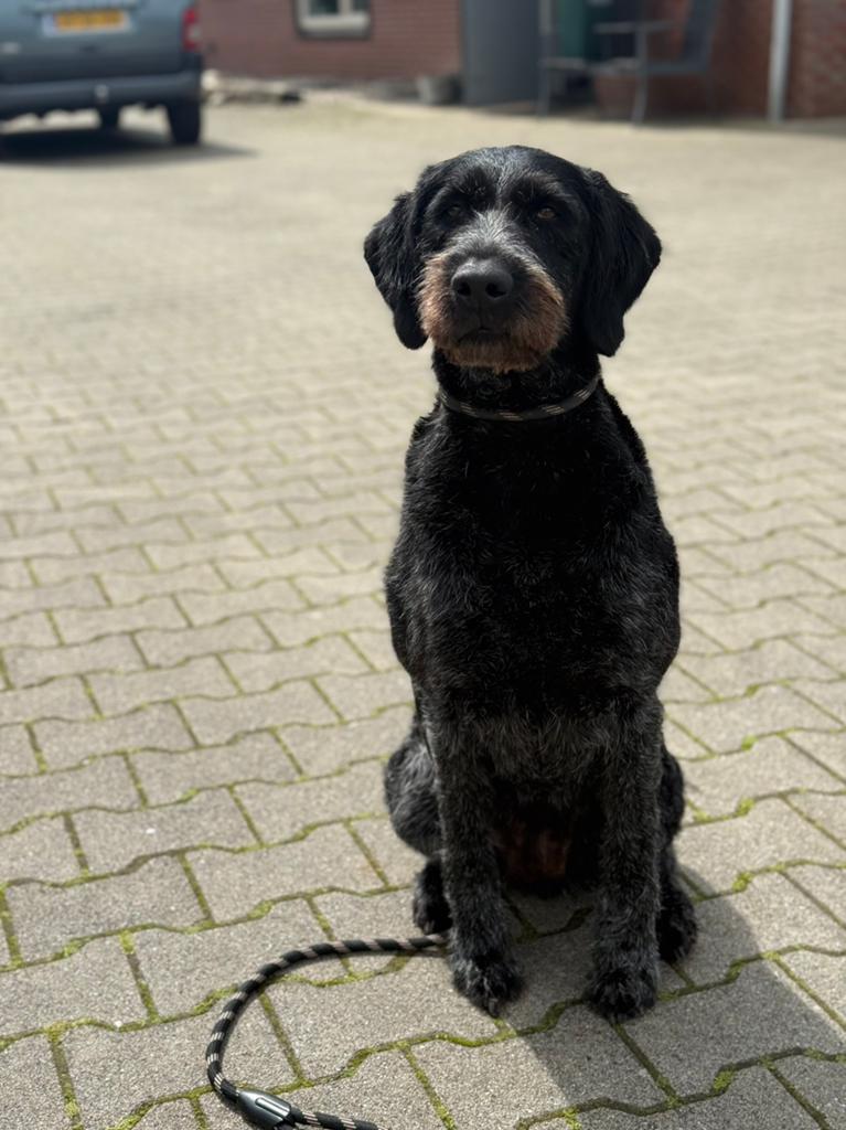 Duitse staande draadhaar hond, Dieren en Toebehoren, 6 jaar of ouder, Parvo, Overige rassen, Teef