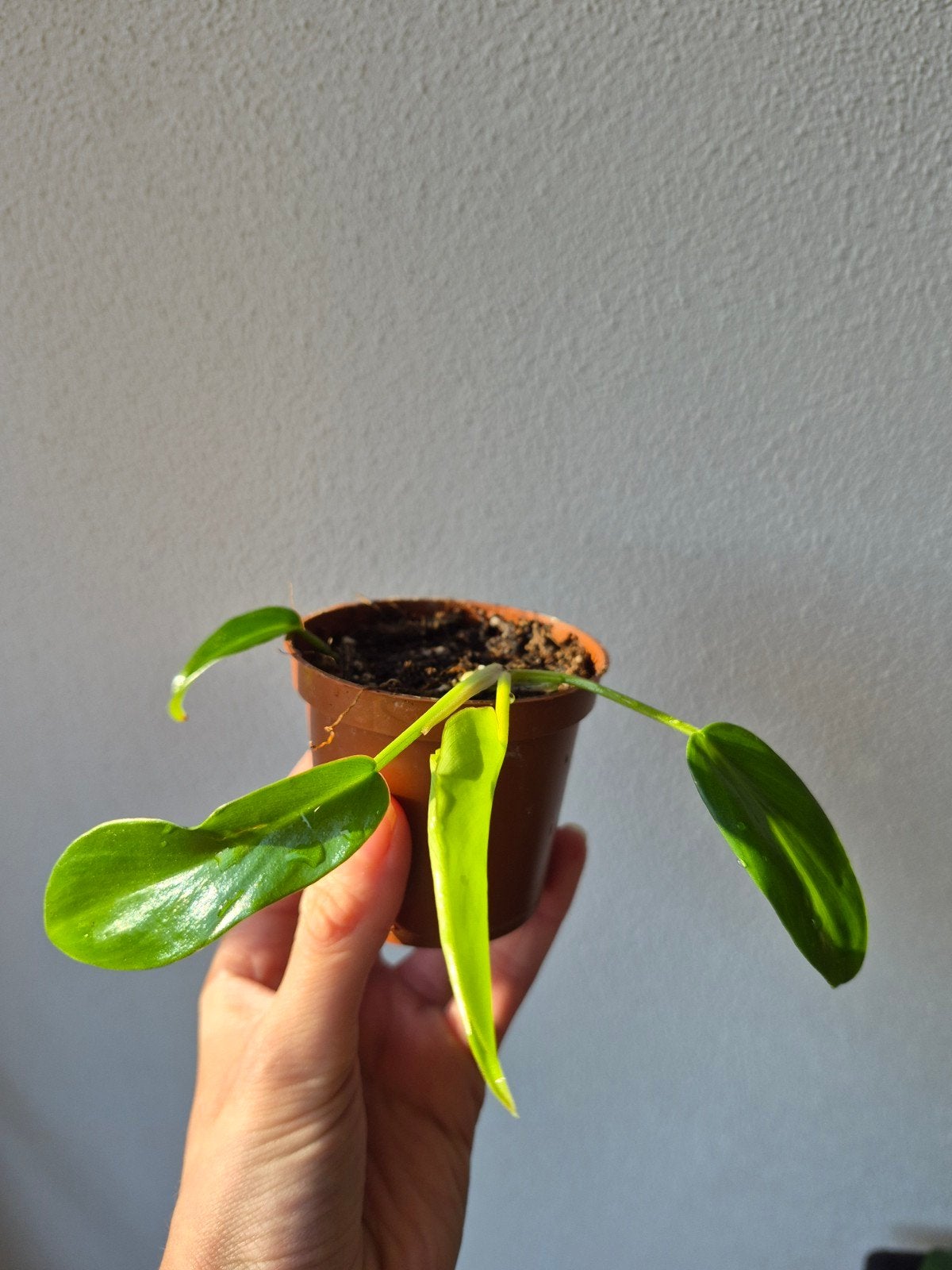 Philodendron Florida Green stekje, Overige soorten, In pot, Minder dan 100 cm, Groene kamerplant