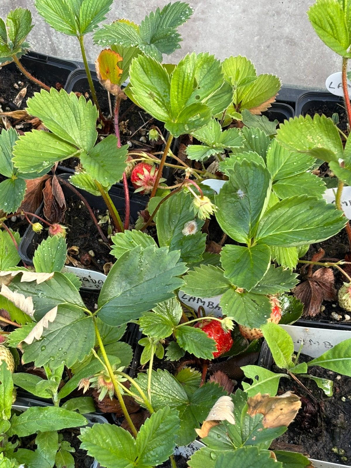Aarbei stekjes aardbeistekken ( de laatsen), Tuin en Terras, Planten | Tuinplanten, Ophalen, Eenjarig, Groenteplanten, Volle zon