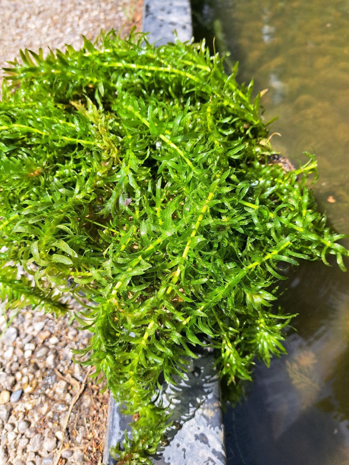Zuurstofplanten Waterpest ( Elodea densa)  in mand, Ophalen, Nieuw