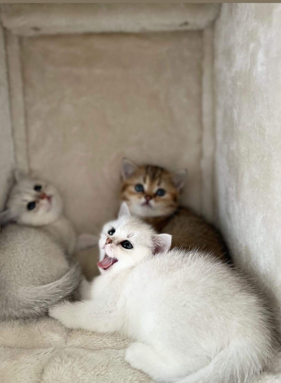 Britse Korthaar kittens MET stamboom, Dieren en Toebehoren, Meerdere dieren, Kortharig, 0 tot 2 jaar