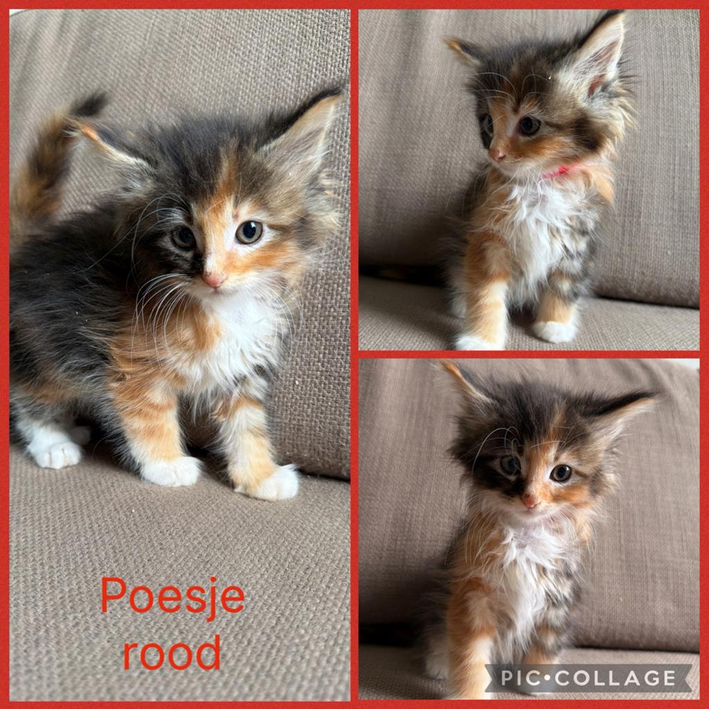 Maine coon kittens, Meerdere dieren, Ontwormd