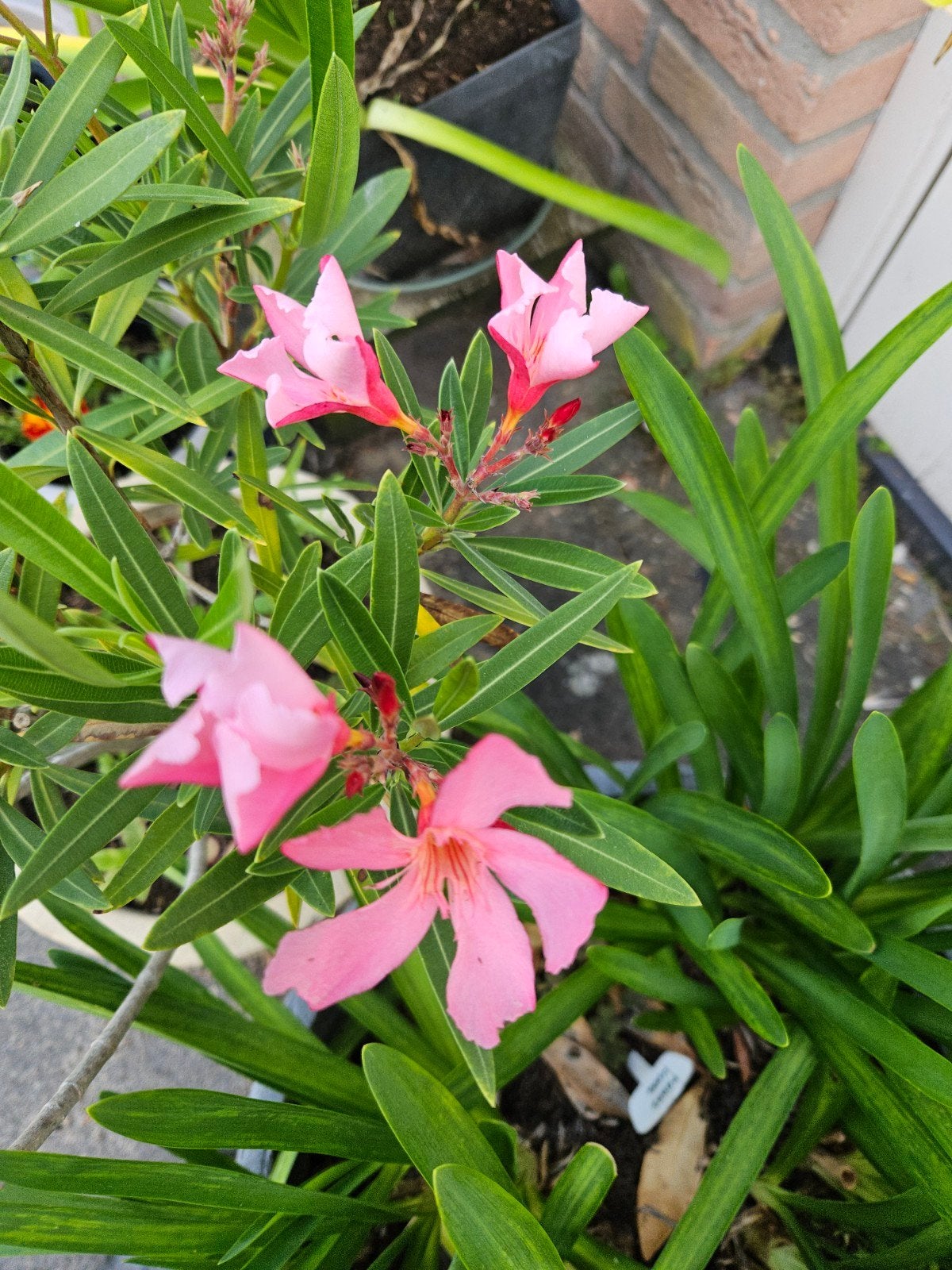 5 jonge Oleanders met roze bloemen, Tuin en Terras, Ophalen, Overige soorten, Volle zon