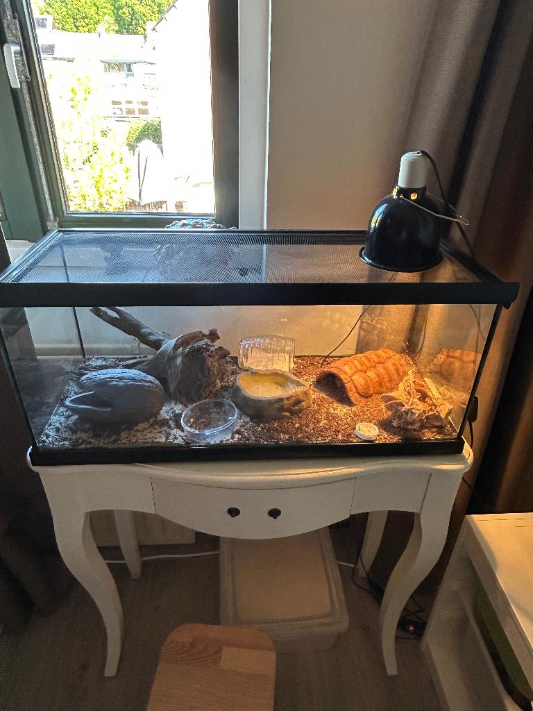 Terrarium gekko, Ophalen, Gebruikt, Terrarium of Paludarium
