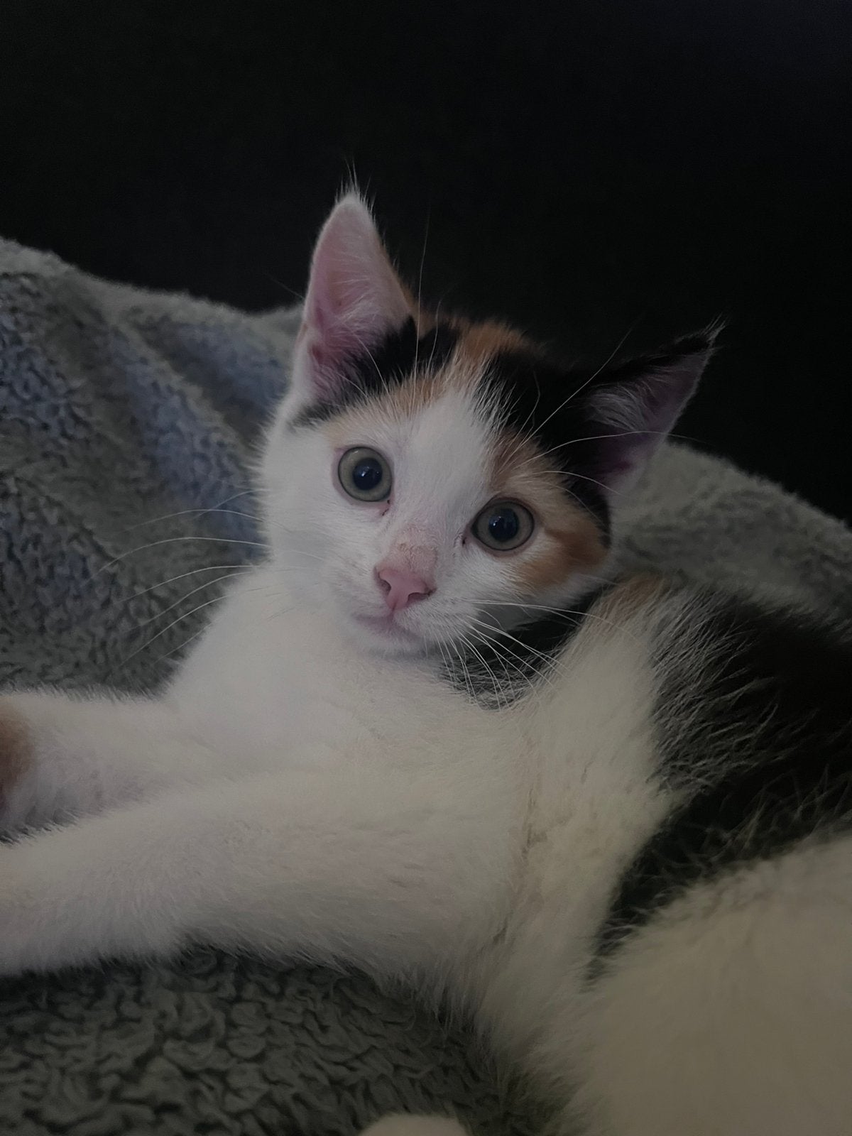 Lapjeskat boerderij poes