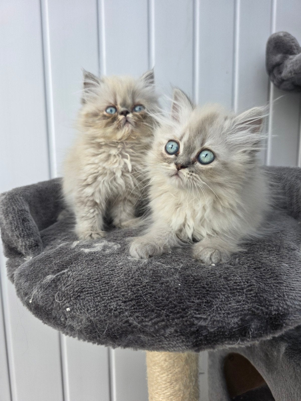 Perse katten