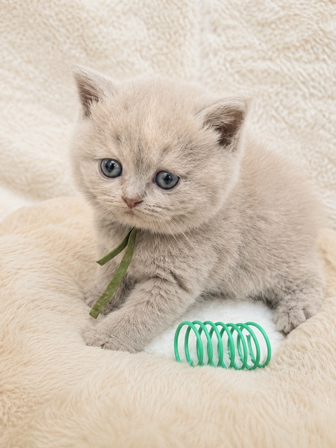 Brits korthaar kittens met stamboom en garantie., Meerdere dieren, Met stamboom