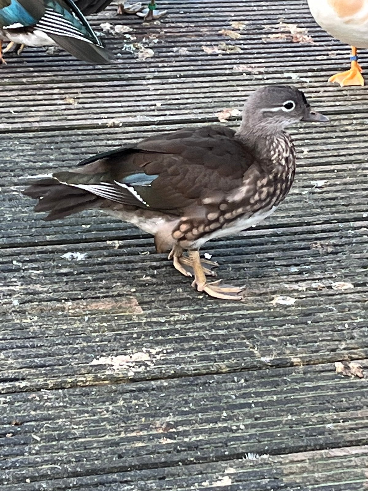 Manderijneenden, Meerdere dieren, Eend