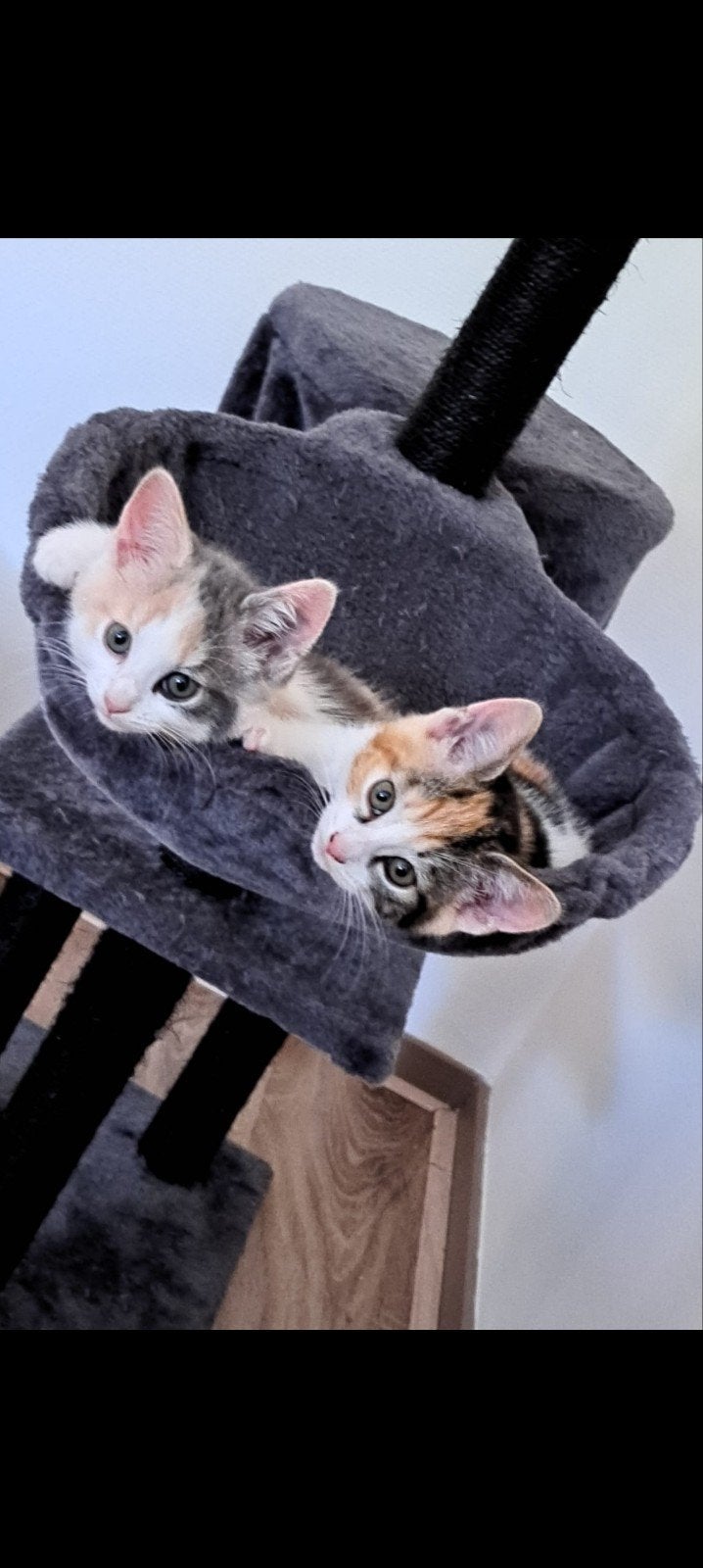Blauwe rus x ragdoll kittens, Mogen verhuizen