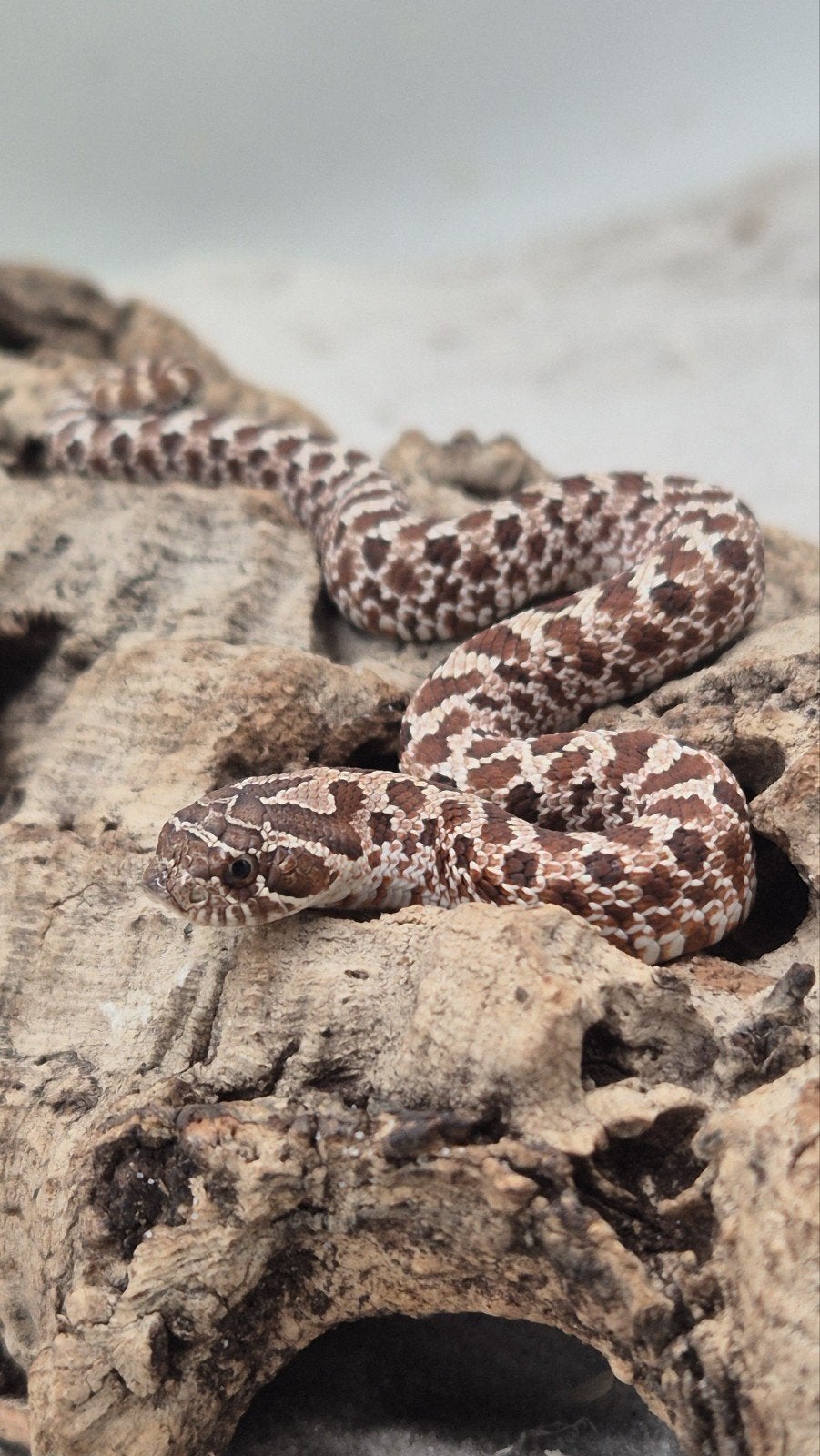 haakneusslang ExRed het albino Hognose Snake - unknown for sale from De Jong