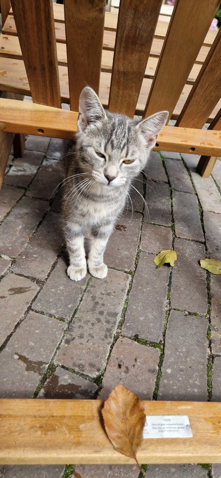 2 mooie kittens grijs en zwart, Dieren en Toebehoren, Katten en Kittens | Overige Katten, Poes