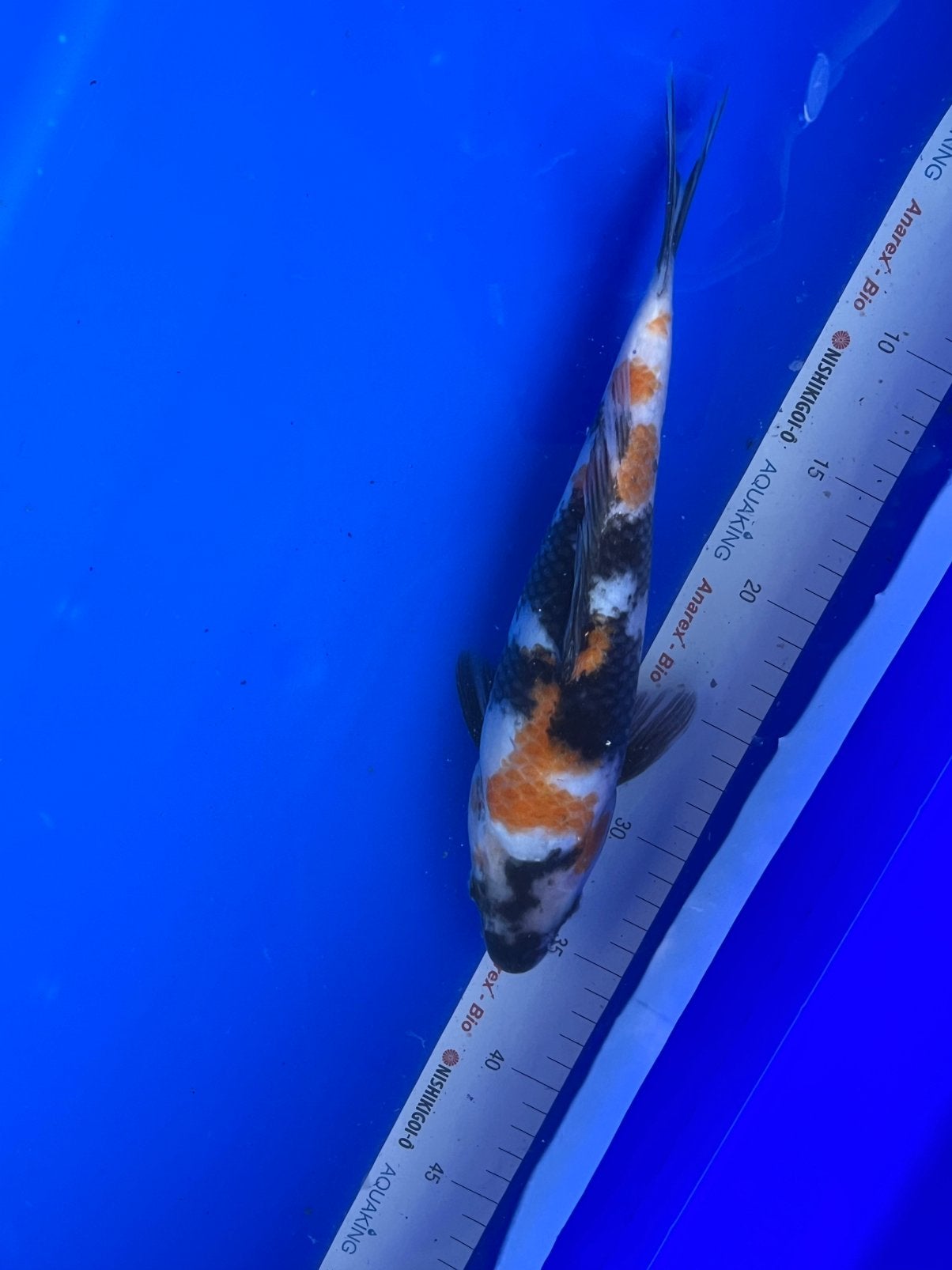 Showa, Karper of Koi