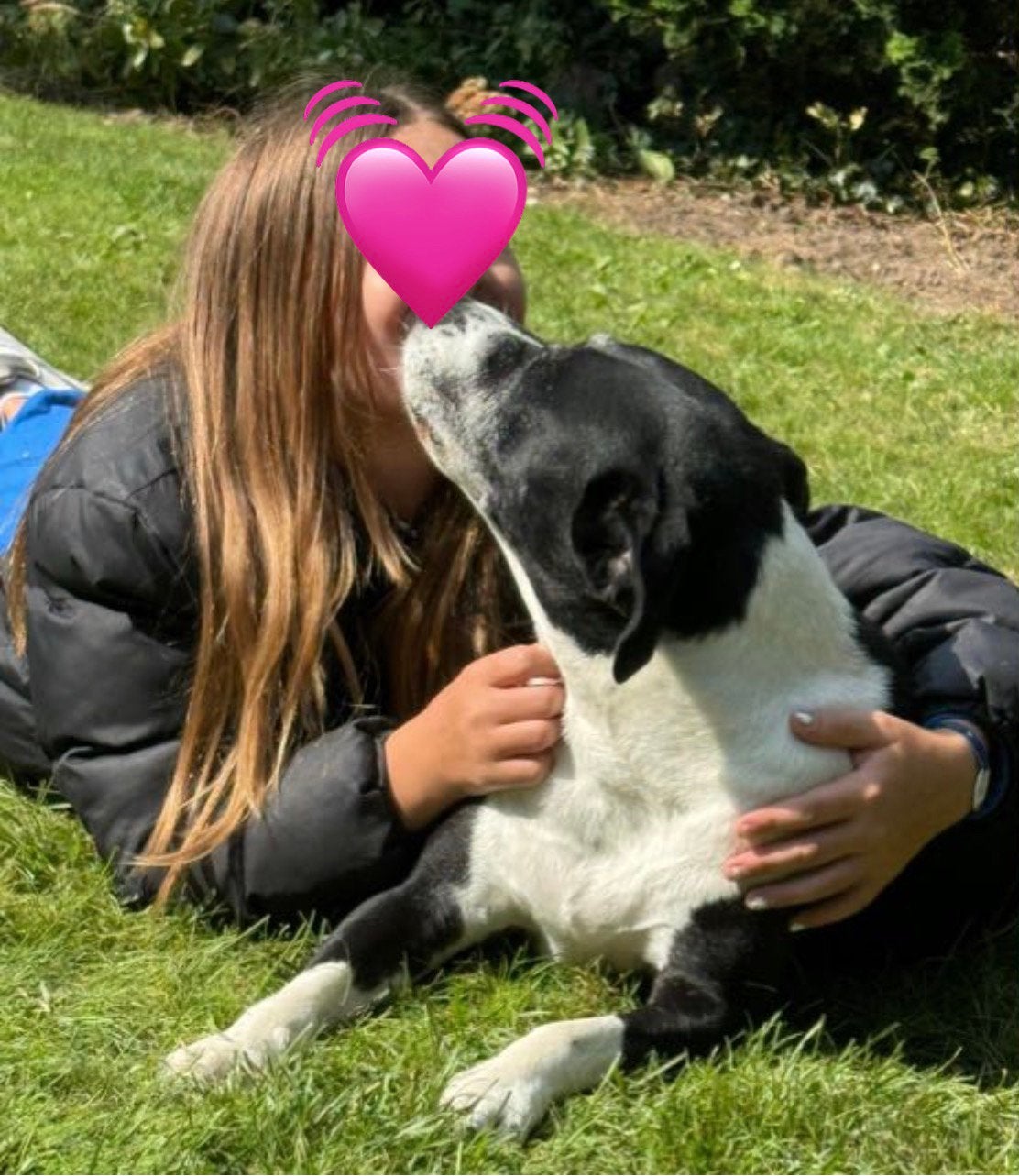 Hondenoppas/ hondenuitlaatster aangeboden, Juli, Meerdere dieren, Overige typen