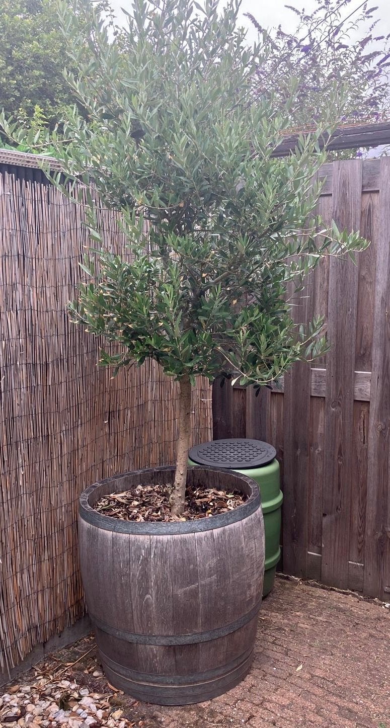 Prachtige Olijfboom in Wijnvat - Mediterrane Sfeer, Tuin en Terras, Planten | Bomen, Lente, 100 tot 250 cm, Olijfboom, Ophalen