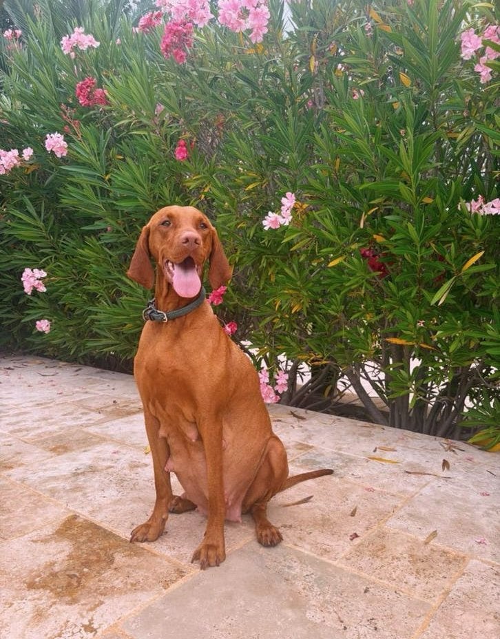 Kleine Vizsla’s op komt, 6 jaar of ouder, België, Particulier, Overige rassen