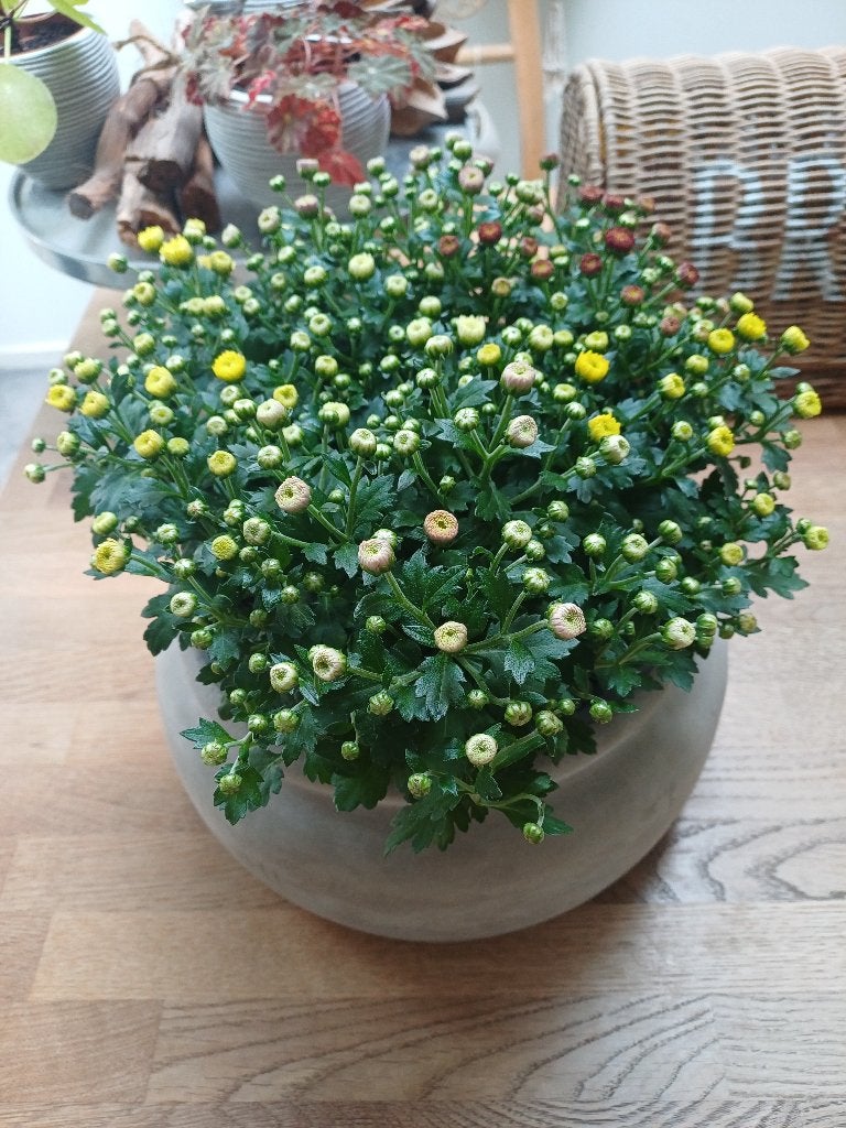HERFSTarrangement: Mooie, grijze schaal (zwaar) + chrysant!, Ophalen, Rond, Aardewerk, Binnen
