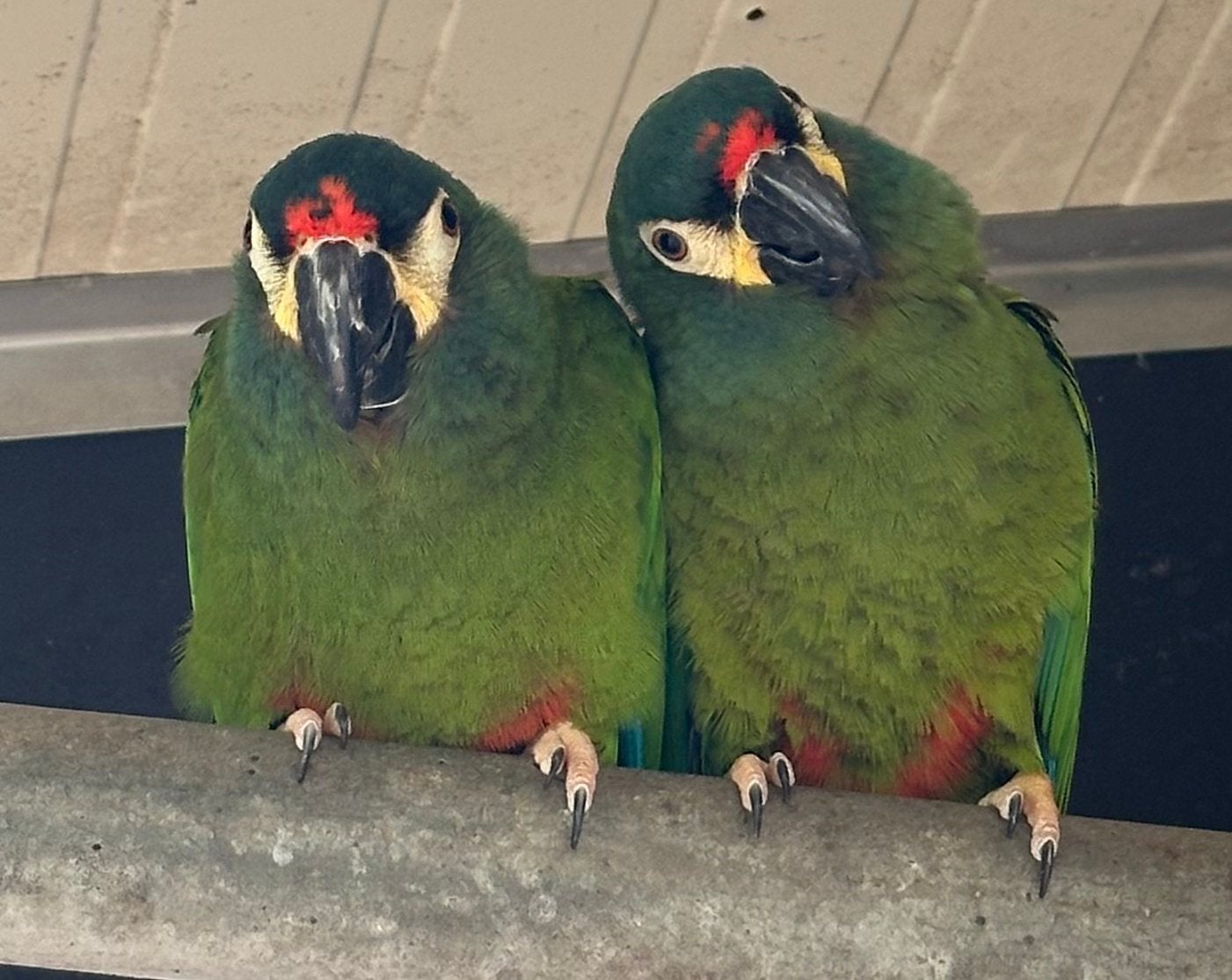 Mooi koppel Ara Maracana, papegaai, illigeres Ara, Meerdere dieren, Papegaai, Geringd