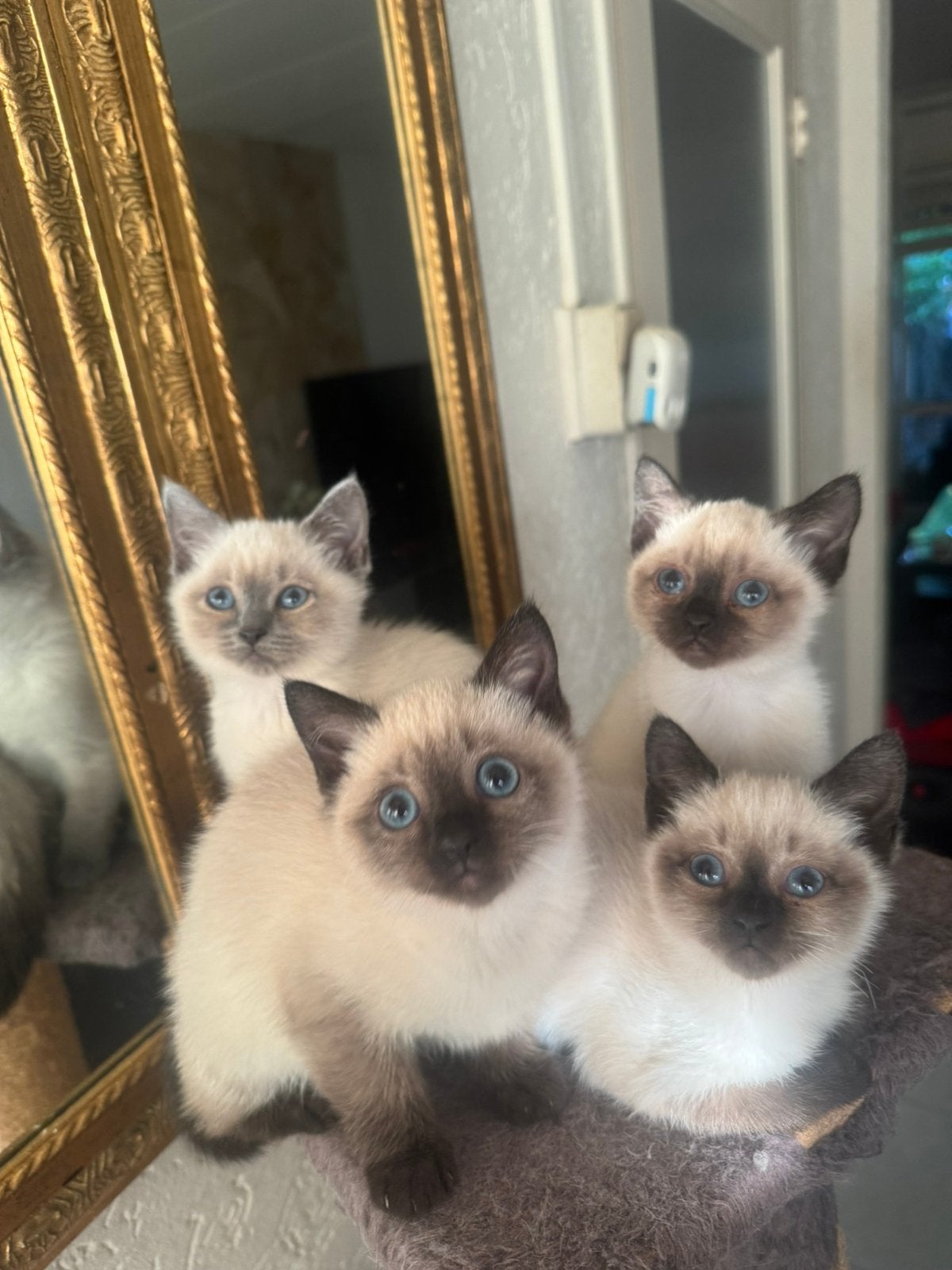 4 kittens half siammes en half kort britich hair te koop, Dieren en Toebehoren, Meerdere dieren