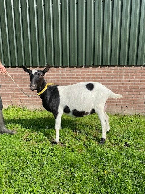 Bonte en Toggenburger geiten/lammeren beschikbaar, Meerdere dieren, Geit, 0 tot 2 jaar