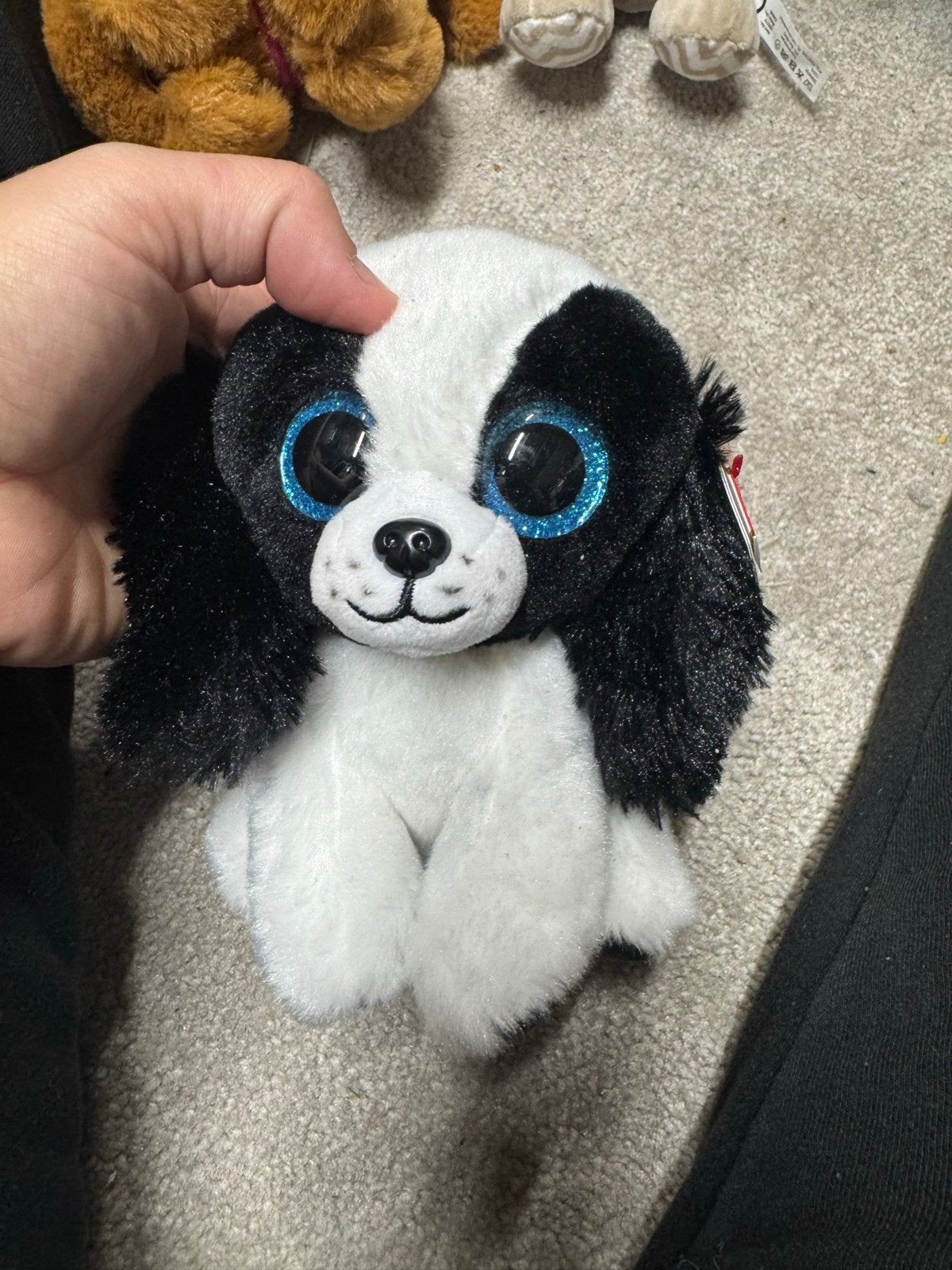 5 Ty Beanie Boo knuffels, Gebruikt, Zwart, Met label, Klein (minder dan 20 cm)