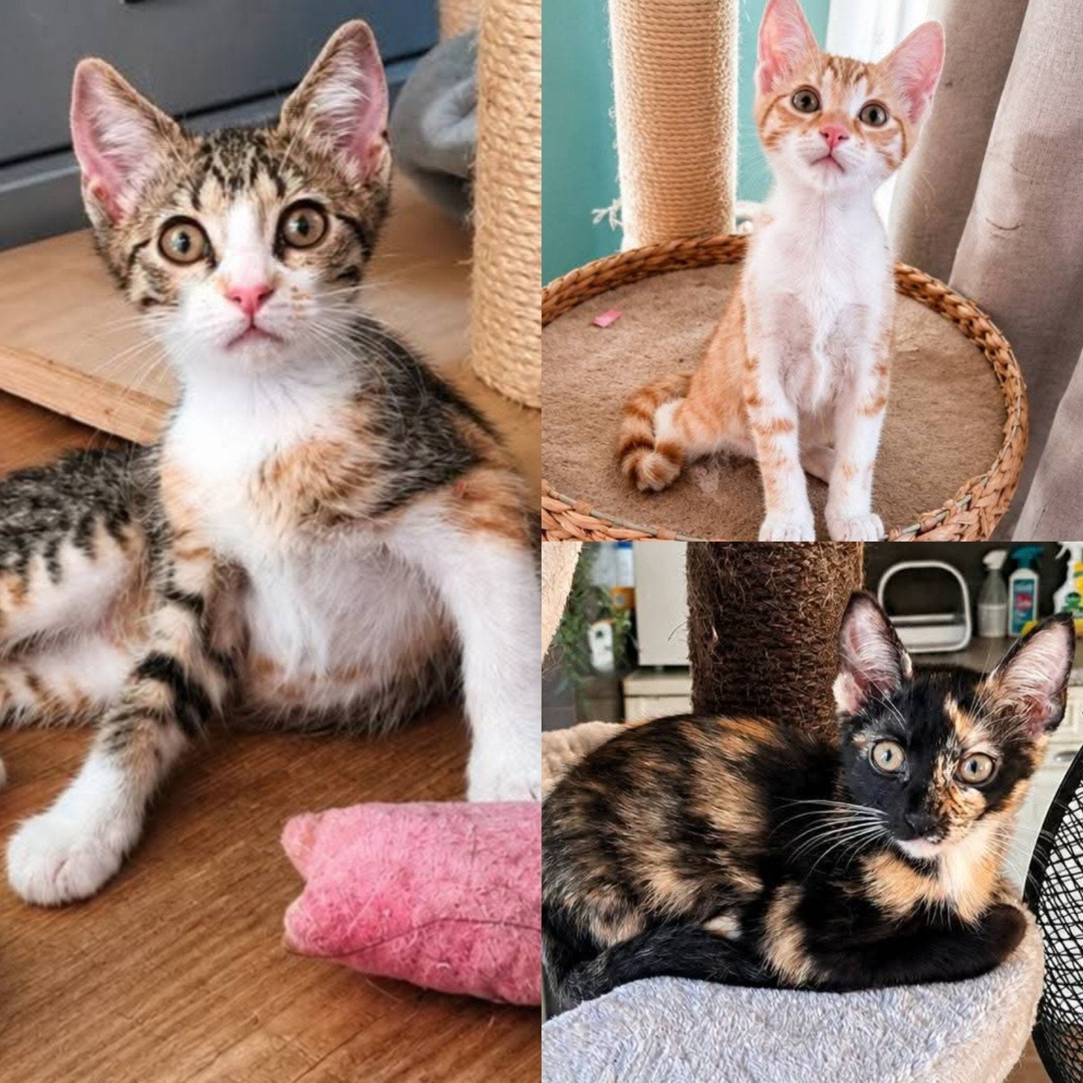 3 super lieve Kittens van 14wkn oud, Meerdere dieren, Kortharig, 0 tot 2 jaar