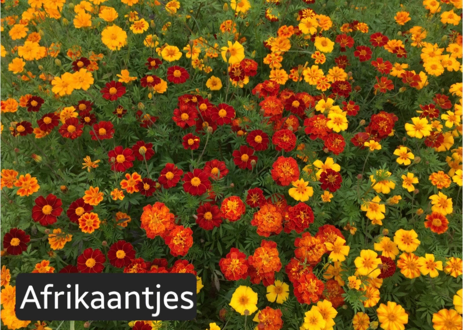 Afrikaantjes (Tagetes) - Mix van Geel, Oranje en Rood, Ophalen, Overige soorten, Volle zon