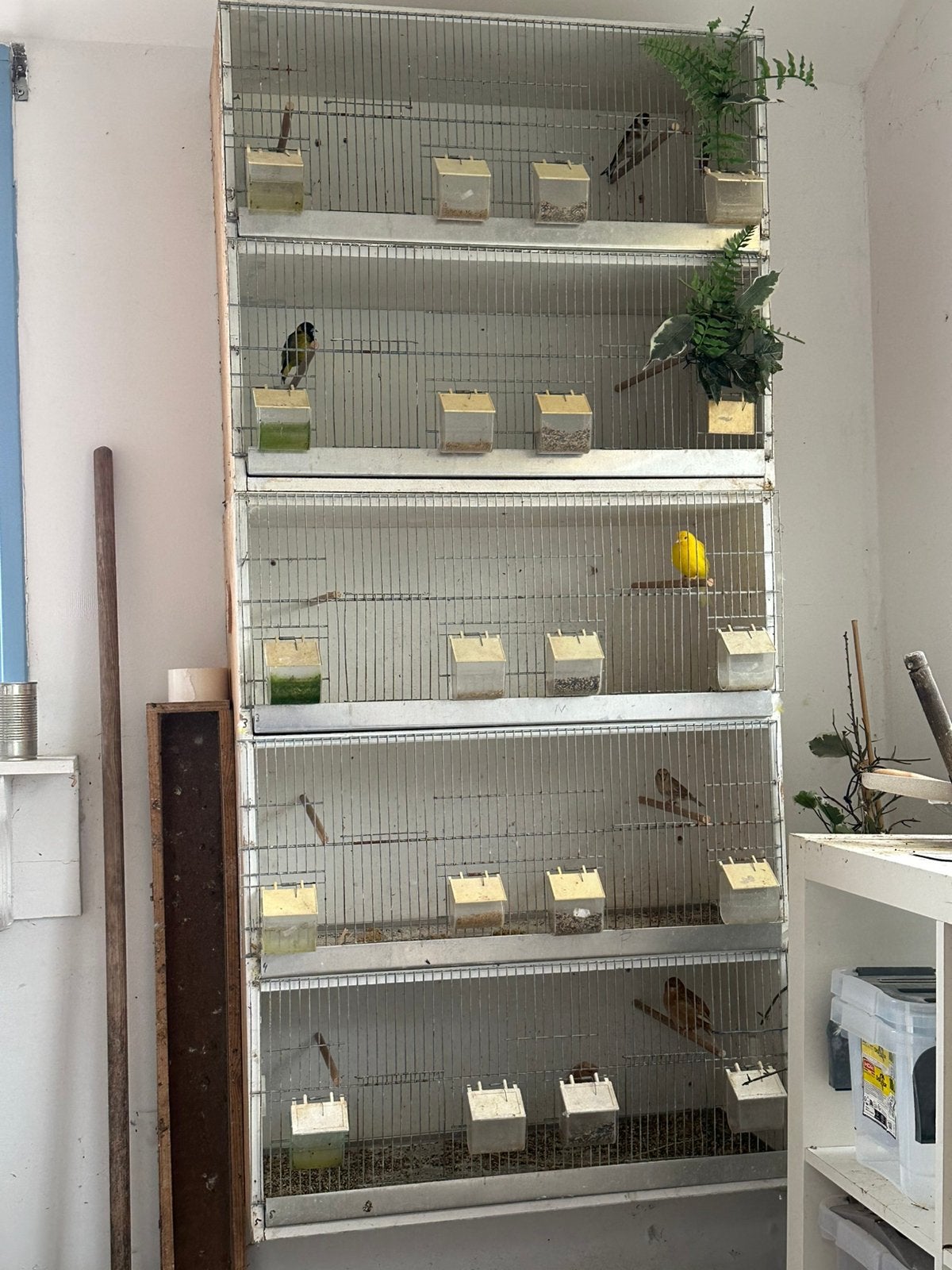Putter, barmsijs, zwartborstsijs, kanarie incl (zang)kooien, Dieren en Toebehoren, Meerdere dieren, Bastaard