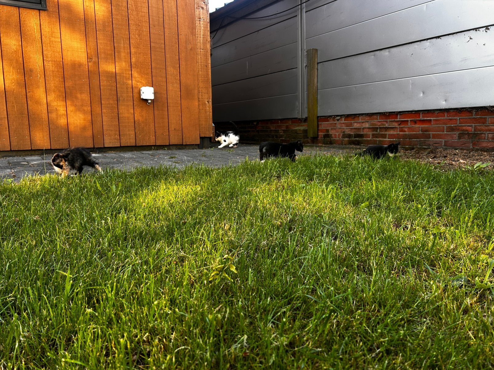 Schatigge kittens, moeten weg!!, Meerdere dieren