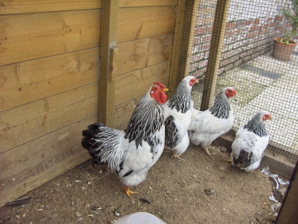 4 wyandotte columbia kriel hennen, Dieren en Toebehoren, Pluimvee, Vrouwelijk, Kip