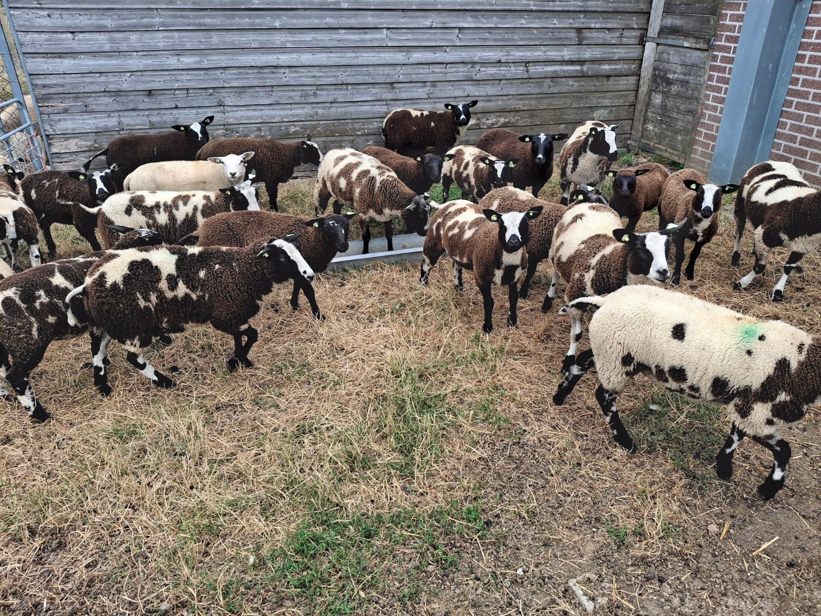 24 ooilammeren, Dieren en Toebehoren, Schapen, Geiten en Varkens, Mannelijk, Geit