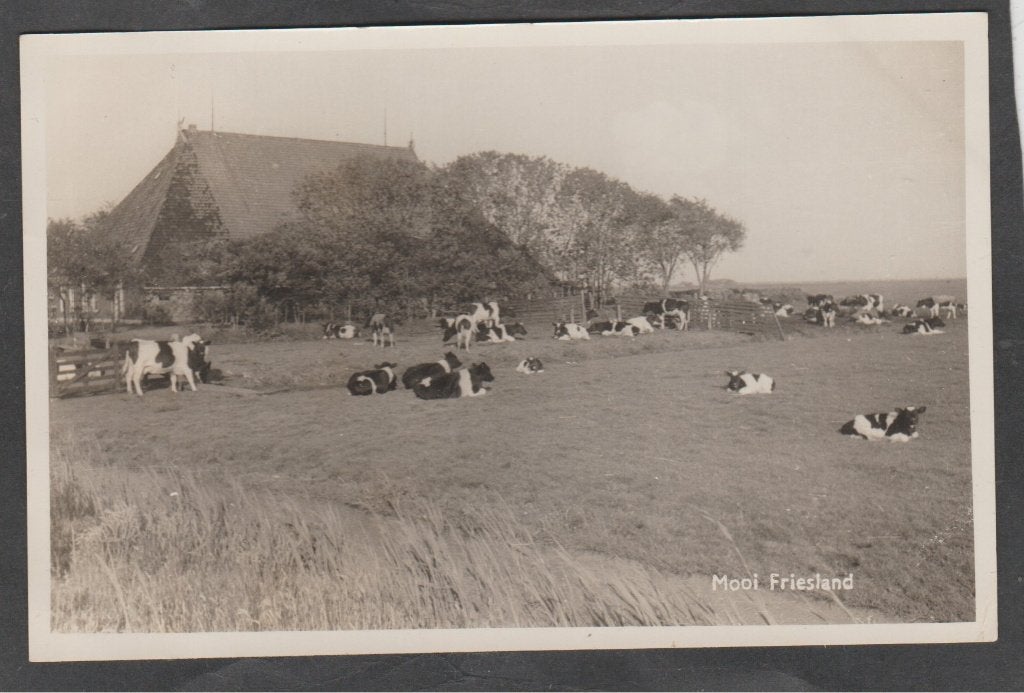 mooi friesland onbekende plaats met boerderij en koeien, Verzenden, 1940 tot 1960, Gelopen, Friesland
