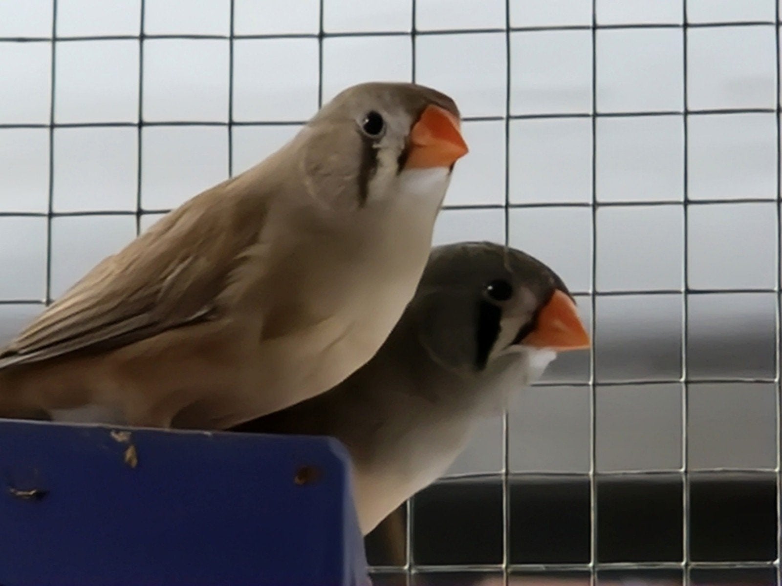 Vogelkooi zebravinken vogelkooi kooi volière vogel, Dieren en Toebehoren, Meerdere dieren